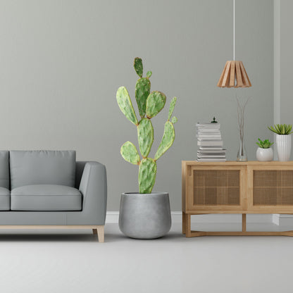 A modern living room boasts a light gray sofa, a large potted cactus in Landmark Decors Fortezza Planter - Small on the floor, and a wooden cabinet with books and plants. A pendant light enhances the soft green wall for added luxury and nature.